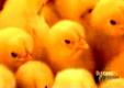 An Overview of a Chicken Factory